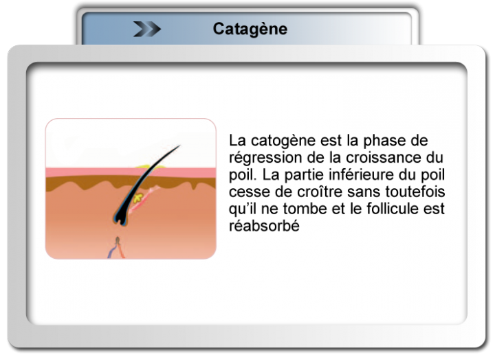 Catagène Sherbrooke