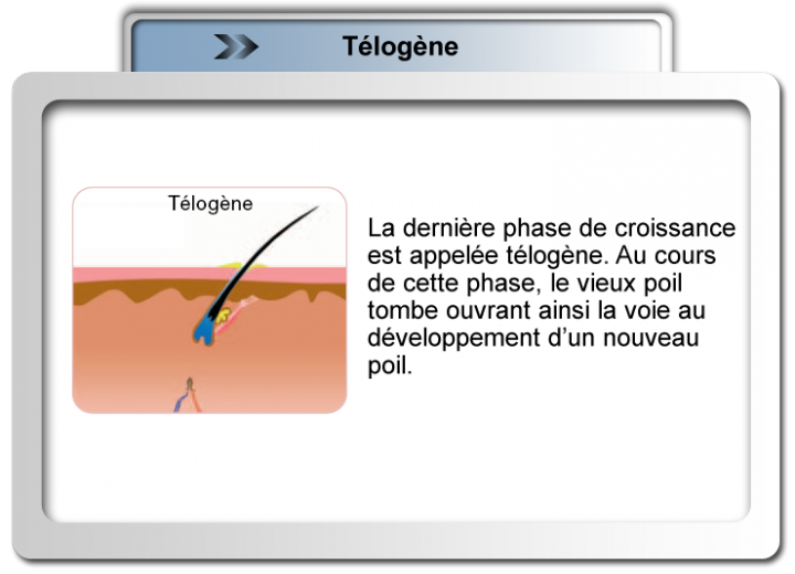 Télogène Sherbrooke